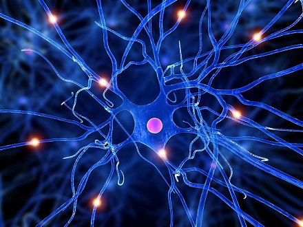 Ученые смогли получить нервные клетки сетчатки из стволовых