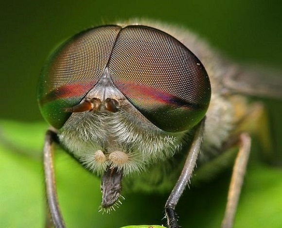 Глаз насекомого стал прототипом при создании нового устройства