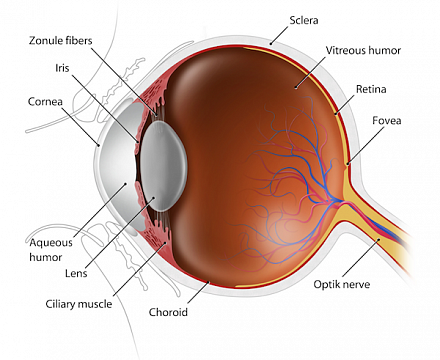 Экскавация диска зрительного нерва