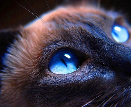 Как видят кошки: зрение домашних питомцев