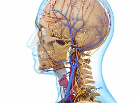 Экскавация диска зрительного нерва - зрительный нерв, дзн, строение, анатомия, диск, экскавация