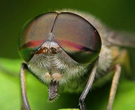 Глаз насекомого стал прототипом при создании нового устройства