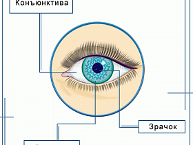 Анатомия глаза - анатомия, строение, глазное яблоко